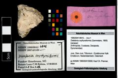 Foto (Objekt + Etikett) von Distefania oxythyreiformis (Gemmelaro, 1869)  (NHMW-GEO-1990-0041-4816)